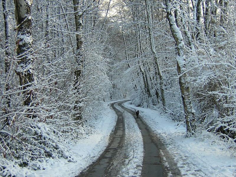 Frosty morning 