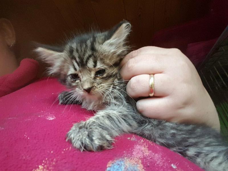 Dumping of cats getting to "epidemic proportions" in Donegal