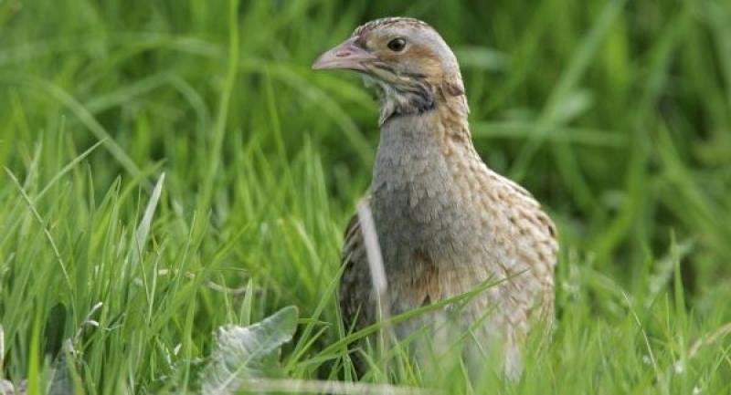 Donegal project launch to help save disappearing corncrakes 