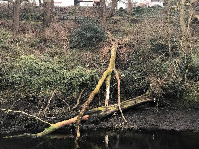No budget to deal with fallen trees at popular Donegal Town Bank Walk