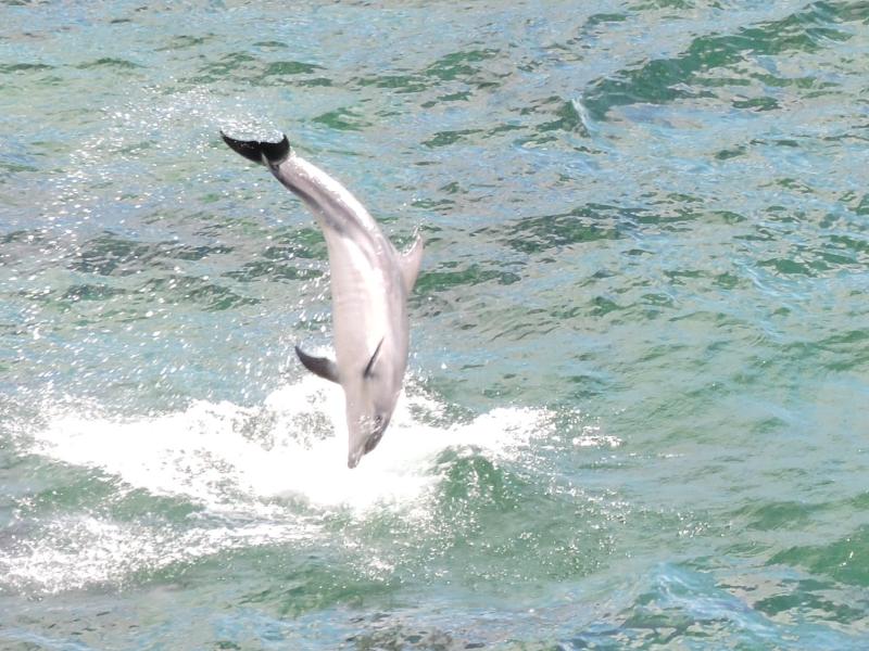 Dolphins put on a show at Muckross