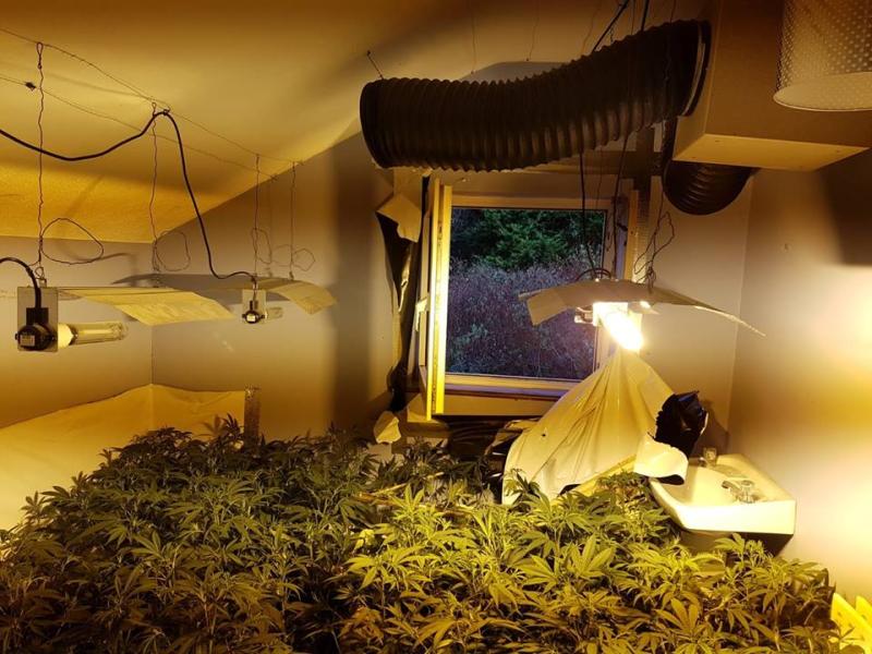 Gardaí seize cannabis plants worth  an estimated €400, 000 in Donegal