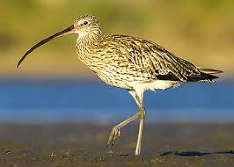 Donegal one of the counties where Curlews can still be found