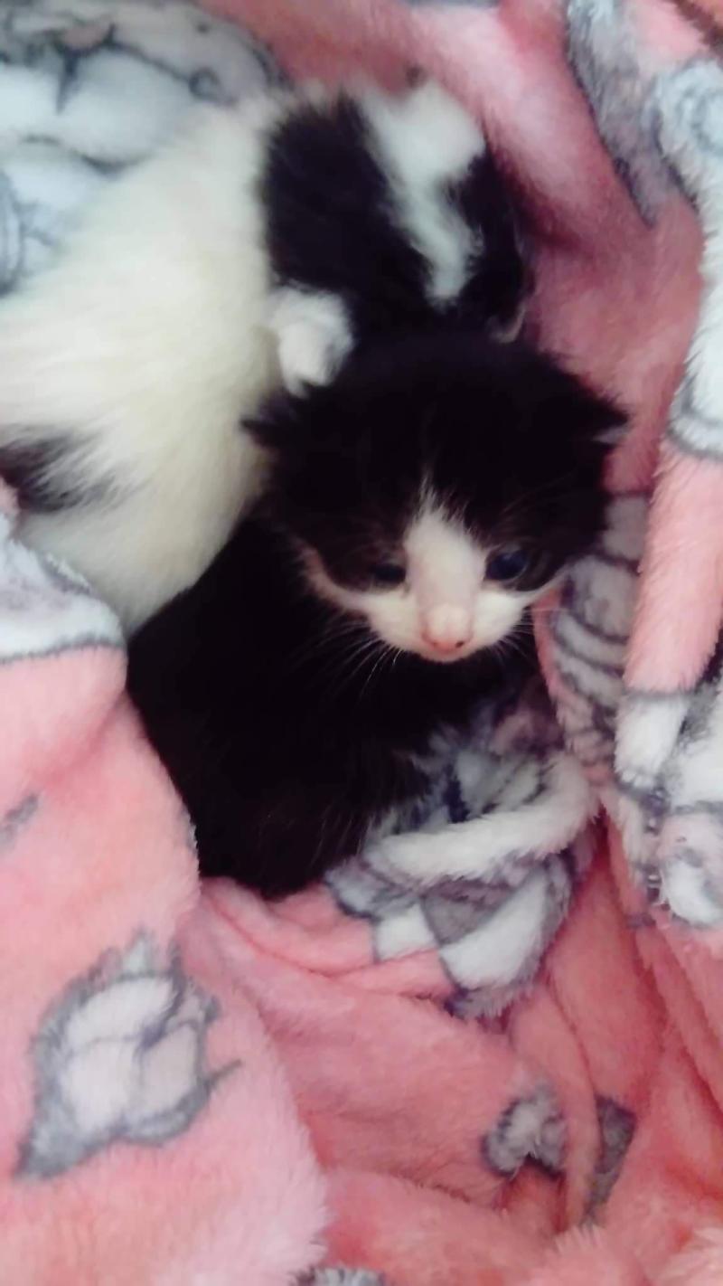 Shocking act of cruelty in Donegal highlighted as two-week old kittens are found dumped in a bin