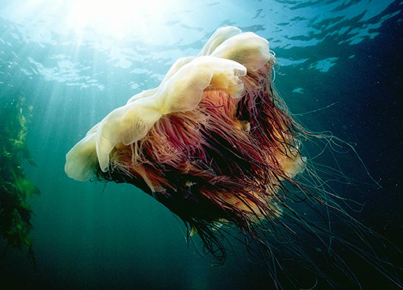 Swimmers warned after dangerous Lion's Mane jellyfish spotted on Irish coast