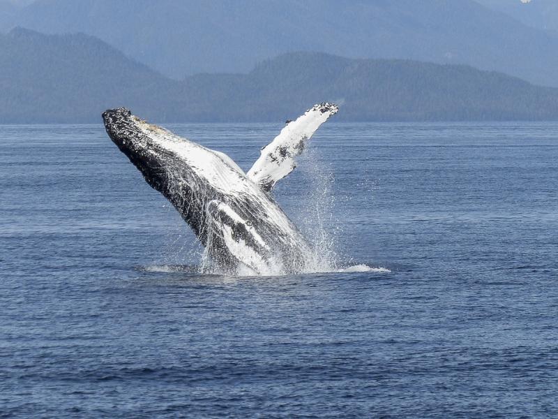All Island Whale Watch day: Two Donegal locations and one at Mullaghmore in Sligo today