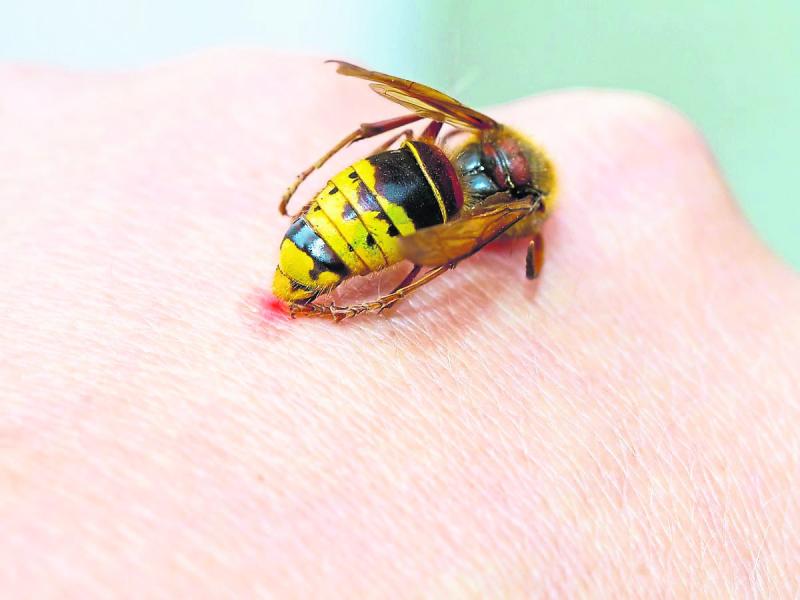 Donegal pharmacy sees remarkable increase in enquiries about stings, wasp stings in particular