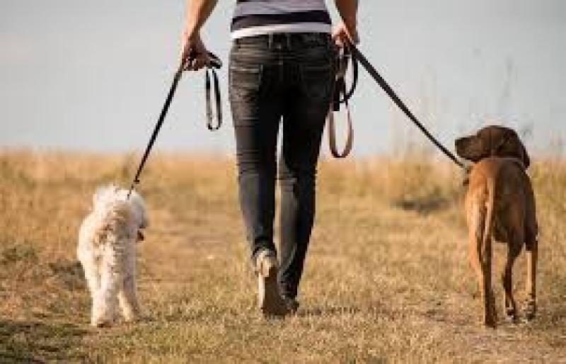 Only one person prosecuted in two years for dog fouling says Councillor Michael McClafferty 