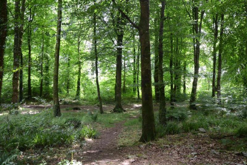 Drumboe woods