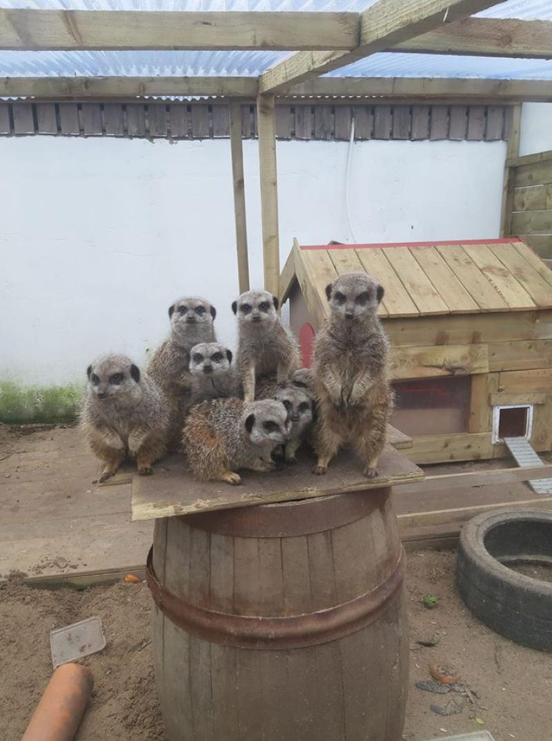 Errigal View Pet Zoo is open to the public once again Donegal Live