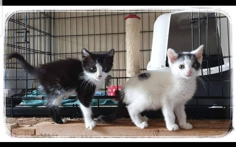 Cruel kitten dumping epidemic in Donegal