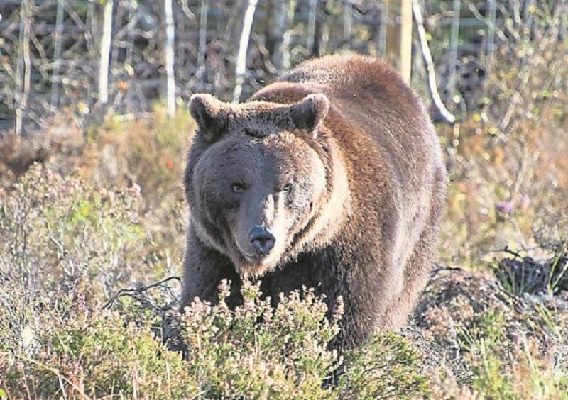 Breathing new life into Ireland's lost wildlife - Wild Ireland to open its doors this Friday
