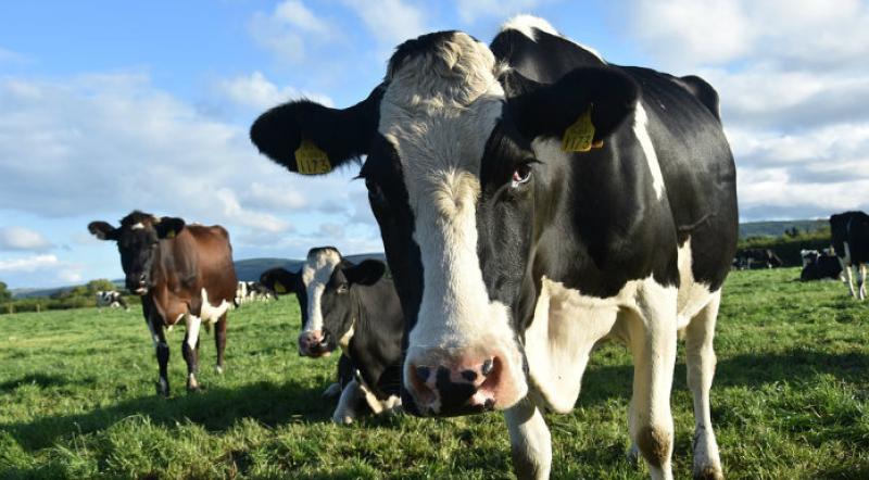 Minister must convene Beef Market Taskforce at once – McConalogue