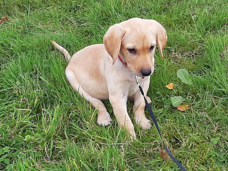 Donegal dog owners: how are your pets really ageing?