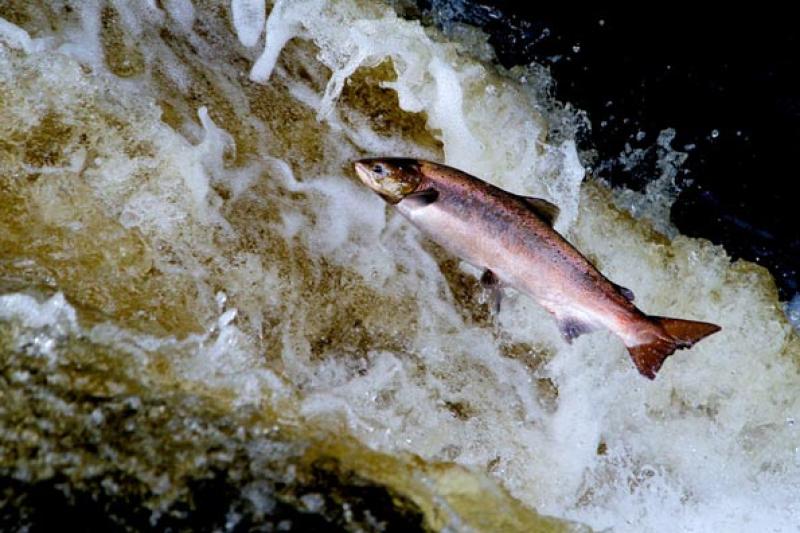 Salmon leaping