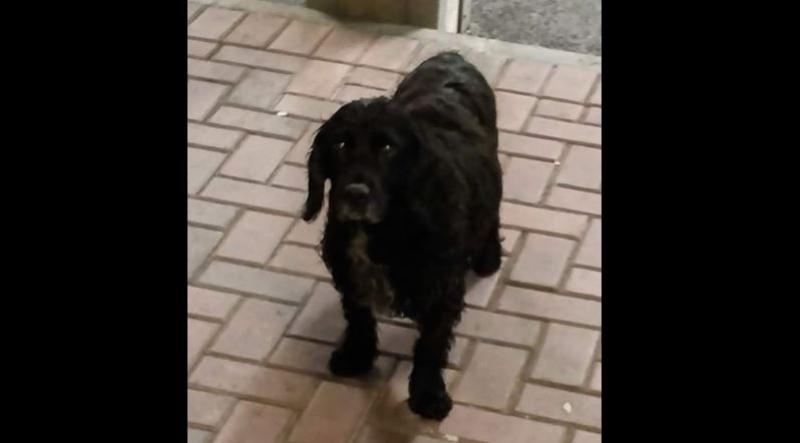 Lost dog story in Donegal has a Happy Christmas ending 