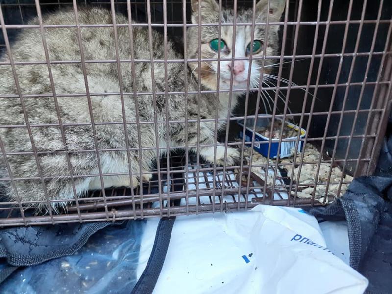 Cat was shot in the face in Lifford and speculation that a whole colony of feral cats were wiped out through poisoning in Ballintra