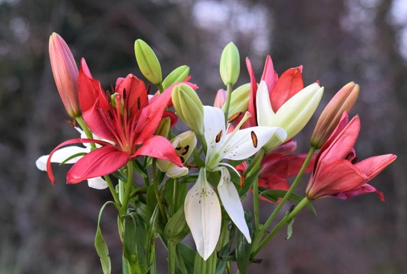 Mother's Day lilies