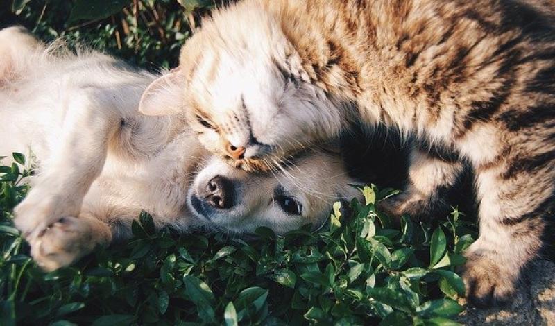 Donegal pet owners invited to enter ISPCA photo competition