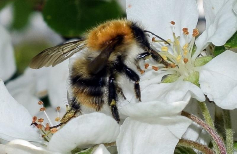 Bee on crab apple blossom PHOTO: Siobhán McNamara