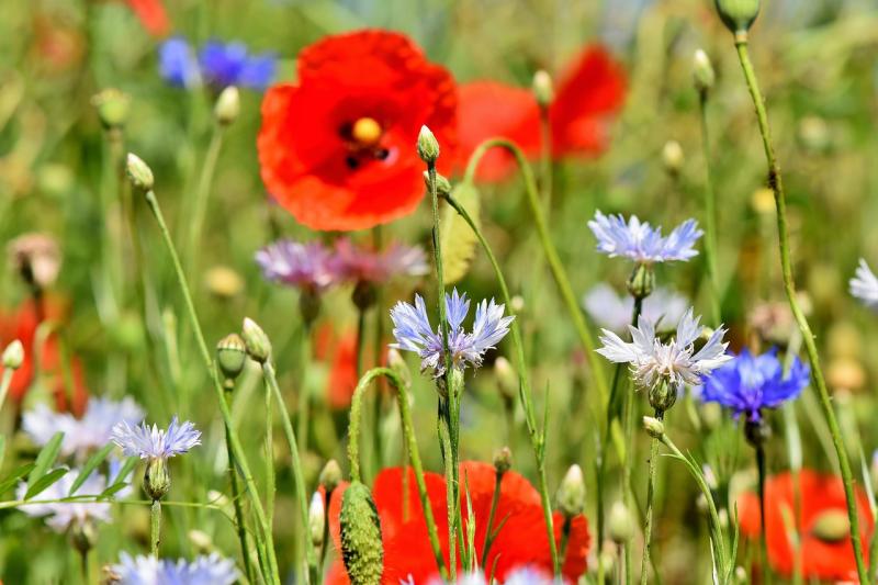 OPINION: The optimism of planting seeds - a view of Donegal through the coronavirus crisis and beyond 
