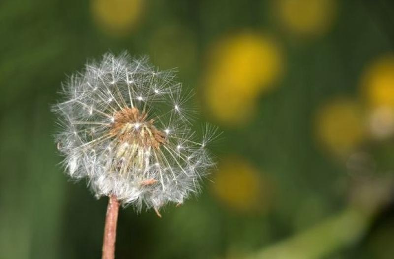 There are many emotional benefits to aimless wandering