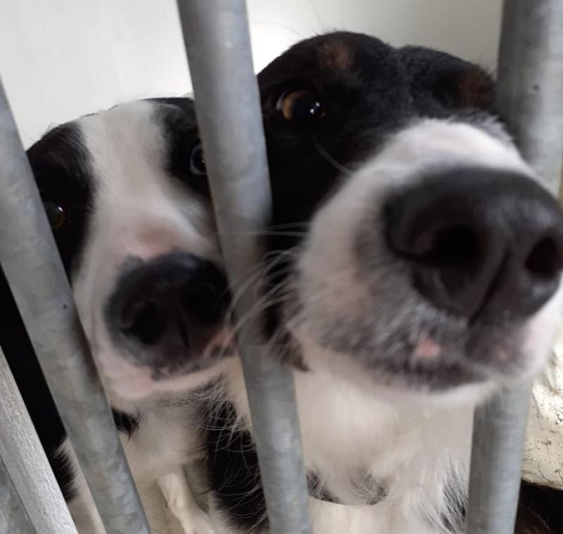 All the foster homes are full at present 