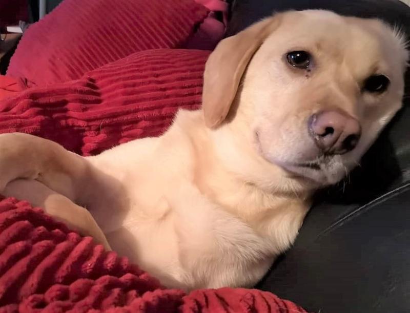 Lacey our lovely Labrador who came into our lives via the pound