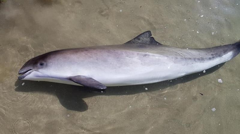 Porpoise found on Donegal beach