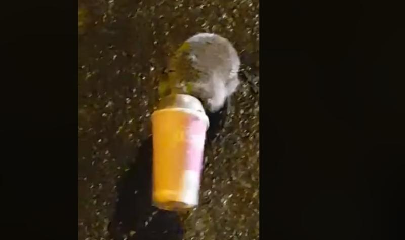 Sharp thinking Donegal gardaí rescue hedgehog