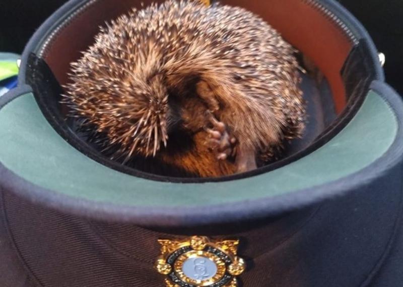 Kind Donegal garda rescues hedgehog
