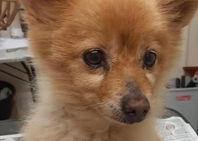 Dog found in Donegal