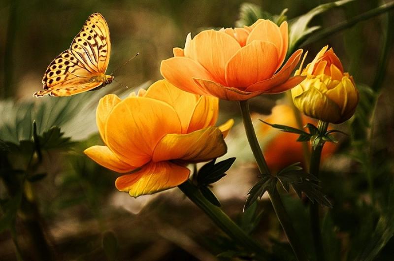 Summer flowers