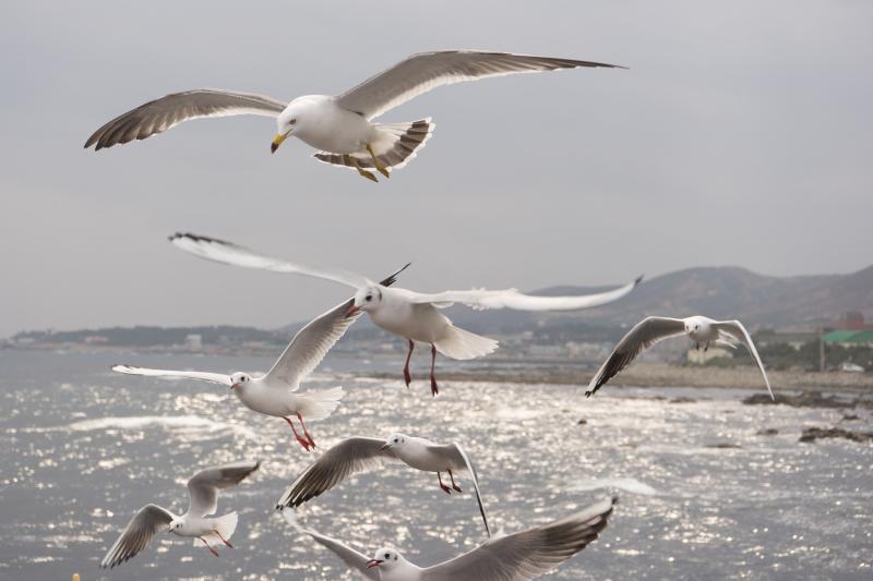Public warned as cases of Bird Flu recorded in Louth 