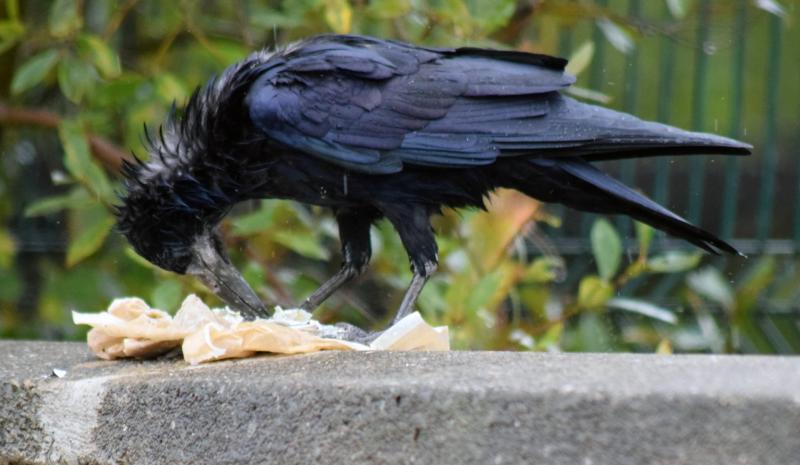 Bird eating  rubbish pulled from bin