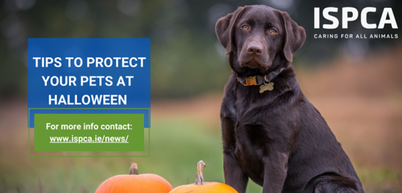 Donegal pet safety tips for a safe Halloween