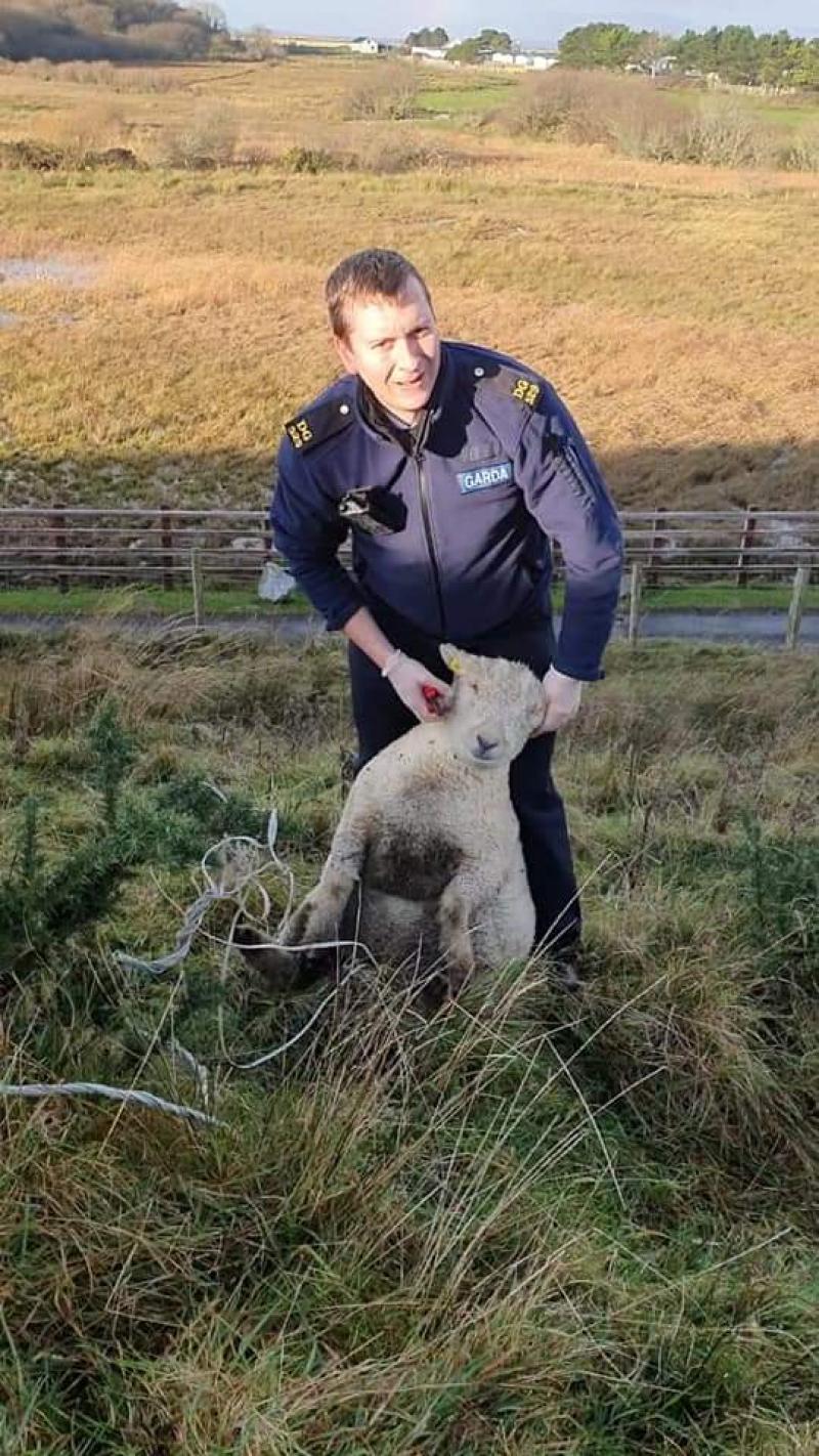 Donegal Gardaí have 'herd' it all