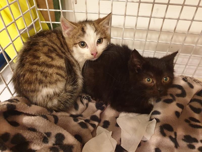 Animals in Need Emergency Shelters Save Lives Donegal Live