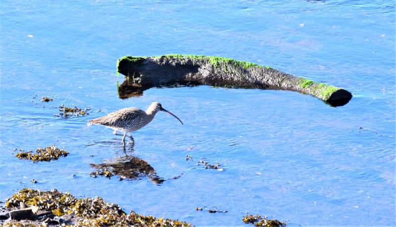COLUMN: A surprise encounter with one of our most iconic  but endangered species