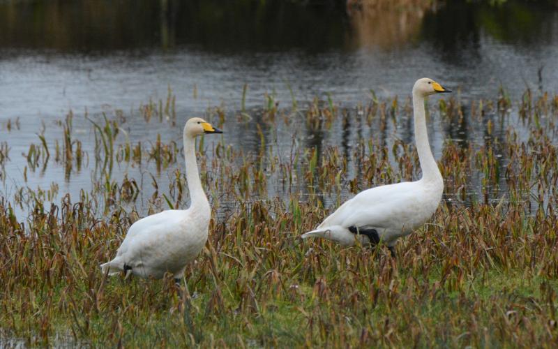 Donegal's whooper swan population more than doubles