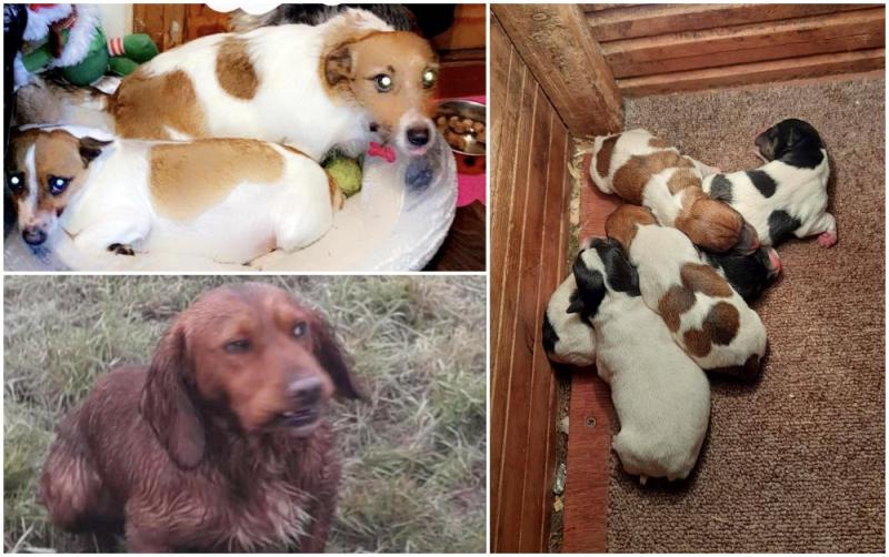 NATIONAL: Gardaí issue appeal after theft of dogs including pregnant Jack Russell and litter of puppies 