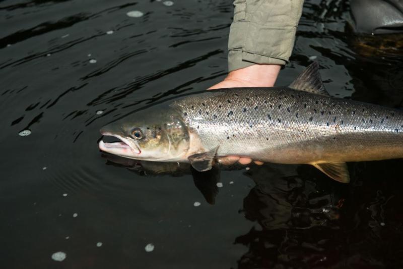 Loughs Agency renews appeal for Donegal anglers to ‘catch and release’