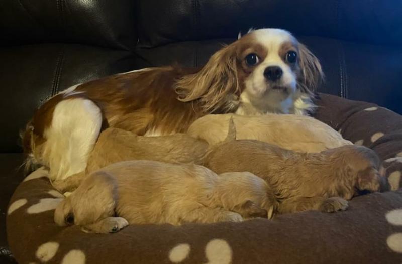 National: Gardai appeal for information after mother and cute pups stolen