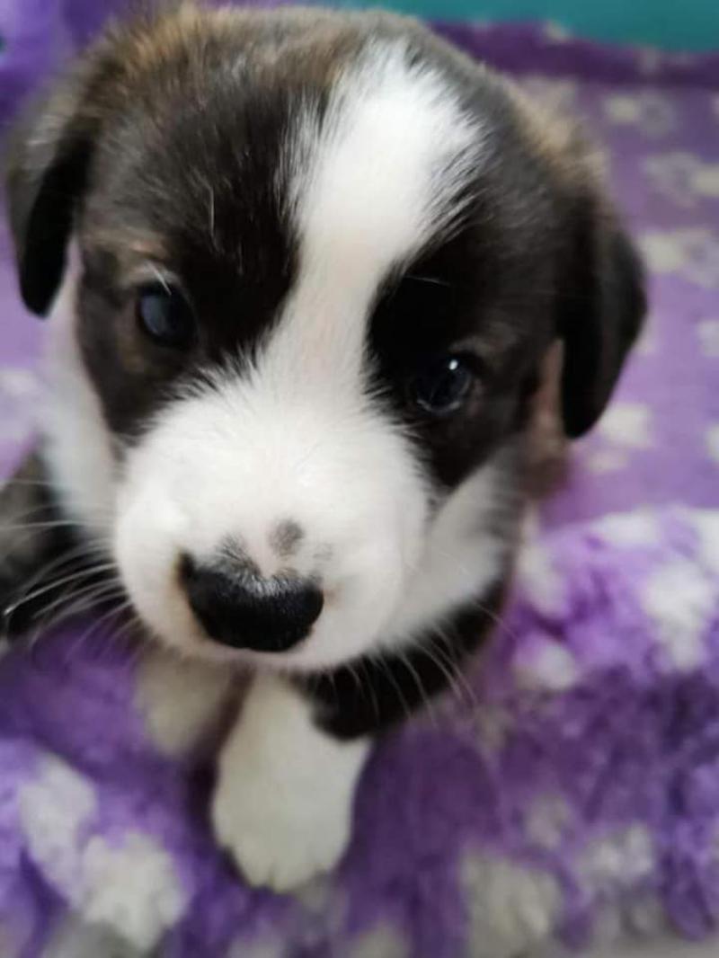 National: Gardaí investigate as six puppies stolen