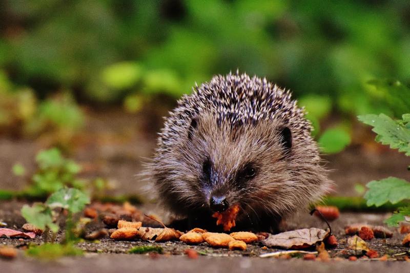  Donegal volunteers needed for second Nationwide Hedgehog Survey
