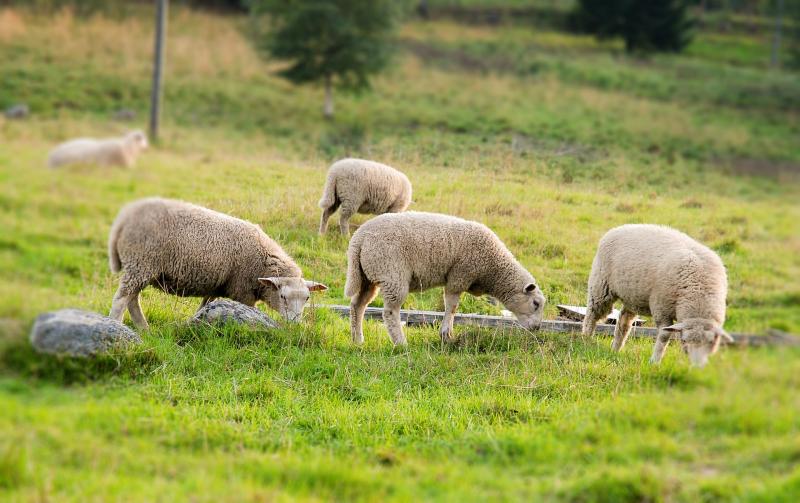 Organic farming has "a lot of potential" 