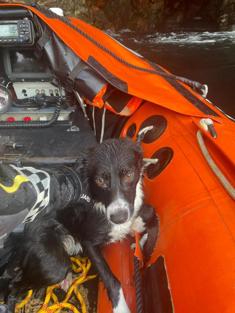 Coast Guard rescues sheepdog that fell more than 60 metres down a cliff