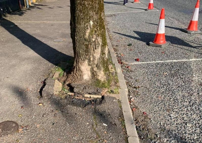 Glenties tree