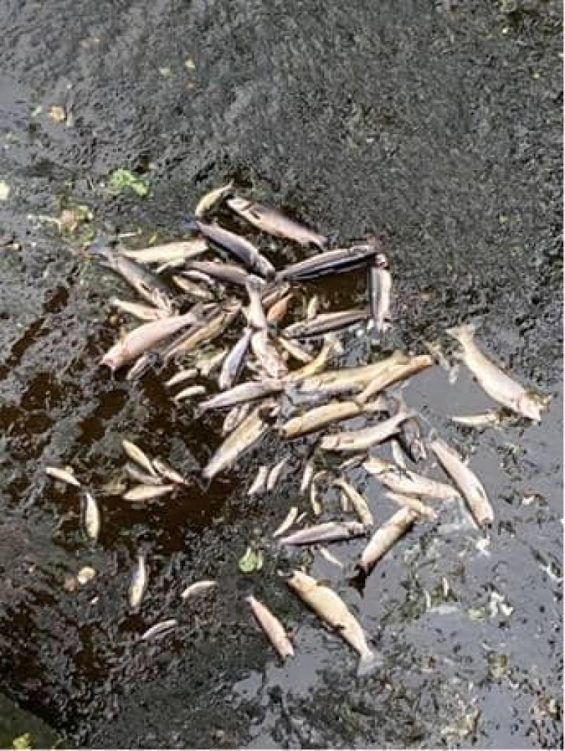 Concern continues over major fish kill near Donegal-Fermanagh border