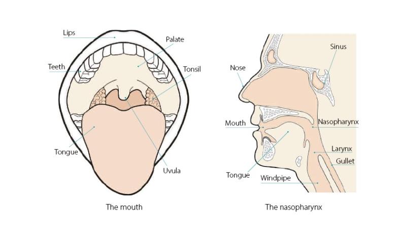Raising awareness of the Link between Alcohol and Cancer on Mouth Cancer Awareness Day
